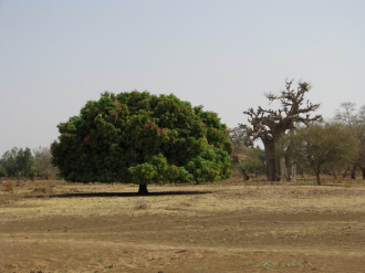 02 Manguier Et Baobab